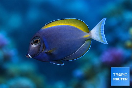 Acanthurus leucosternon & nigricans hybrid 10-12 cm WYSIWYG acclimaté