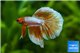 Betta splendens mâle HM Gold 24 K Dragon 5-6 cm WYSIWYG acclimaté
