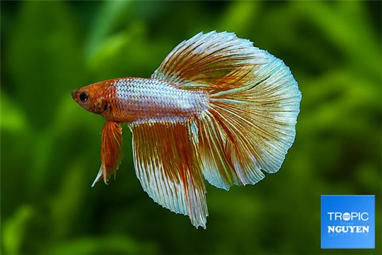 Betta splendens mâle HM Gold 24 K Dragon 5-6 cm WYSIWYG acclimaté