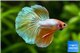 Betta splendens mâle HM Gold 24 K Dragon 5-6 cm WYSIWYG acclimaté