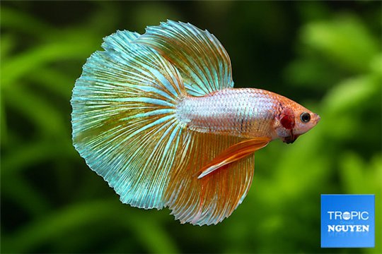 Betta splendens mâle HM Gold 24 K Dragon 5-6 cm WYSIWYG acclimaté