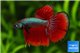 Betta splendens mâle select 4-6 cm WYSIWYG acclimaté