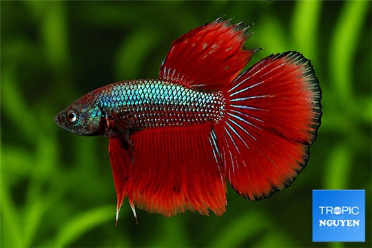 Betta splendens mâle select 4-6 cm WYSIWYG acclimaté
