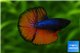 Betta splendens mâle HM Orange Tail 4-6 cm WYSIWYG acclimaté