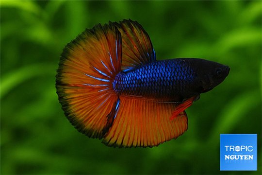Betta splendens mâle HM Orange Tail 4-6 cm WYSIWYG acclimaté