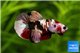 Betta splendens mâle HMPK Koï Fancy 4-6 cm WYSIWYG acclimaté