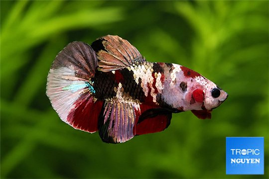 Betta splendens mâle HMPK Koï Fancy 4-6 cm WYSIWYG acclimaté