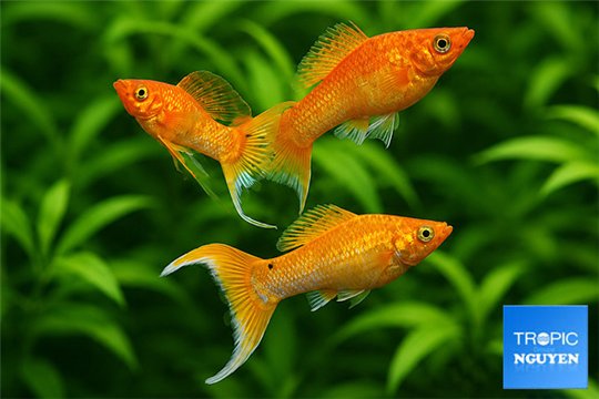 Molly Safran lyre Premium Trio 3-5 cm WYSIWYG acclimaté