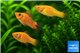 Molly Orange 24 Karat Premium Trio 3-5 cm WYSIWYG acclimaté