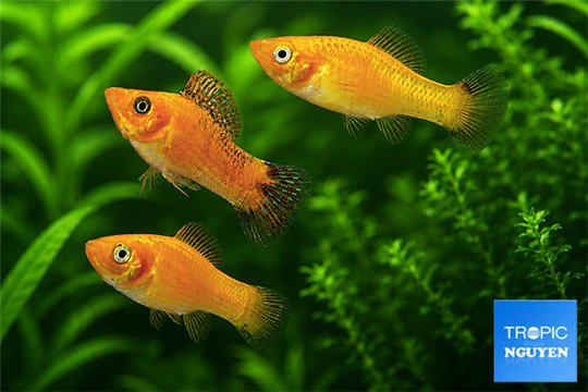 Molly Orange 24 Karat Premium Trio 3-5 cm WYSIWYG acclimaté