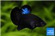 Betta mâle halfmoon plakat super black 3-5 cm WYSIWYG acclimaté