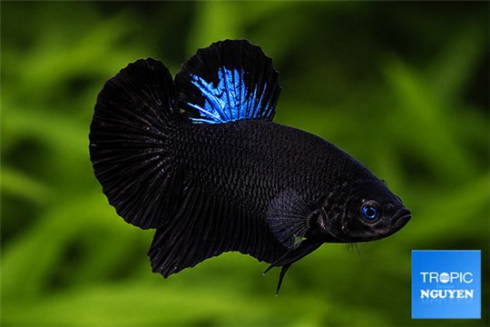 Betta mâle halfmoon plakat super black 3-5 cm WYSIWYG acclimaté