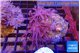 Xenia long polyps 4-7 cm WYSIWYG acclimaté