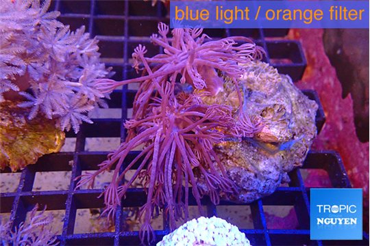 Xenia long polyps 4-7 cm WYSIWYG acclimaté