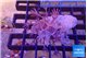 Xenia long polyps 3-4 cm WYSIWYG acclimaté