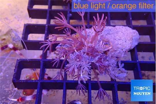 Xenia long polyps 3-4 cm WYSIWYG acclimaté
