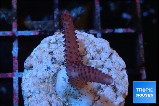 Seritopora pink purple Fijii 2 cm WYSIWYG acclimaté