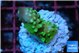 Acropora gemmifera green & golden polyps Fijii 2-3 cm WYSIWYG acclimaté