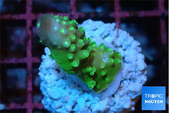 Acropora gemmifera green & golden polyps Fijii 2-3 cm WYSIWYG acclimaté