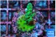 Acropora green 2-3 cm WYSIWYG acclimaté