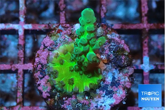 Acropora green 2-3 cm WYSIWYG acclimaté