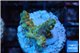 Acropora orange pink & Neon green polyps Fijii premium 2-3 cm WYSIWYG acclimaté