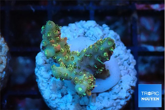 Acropora orange pink & Neon green polyps Fijii premium 2-3 cm WYSIWYG acclimaté