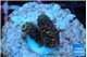 Acropora millepora mango 1-2 cm WYSIWYG acclimaté