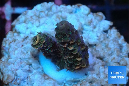 Acropora millepora mango 1-2 cm WYSIWYG acclimaté