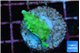 Acropora green Fijii 1-2 cm WYSIWYG acclimaté