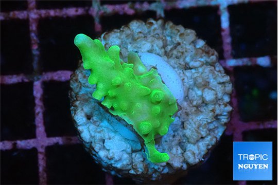 Acropora green Fijii 1-2 cm WYSIWYG acclimaté