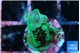 Acropora green purple tip 2-3 cm WYSIWYG acclimaté