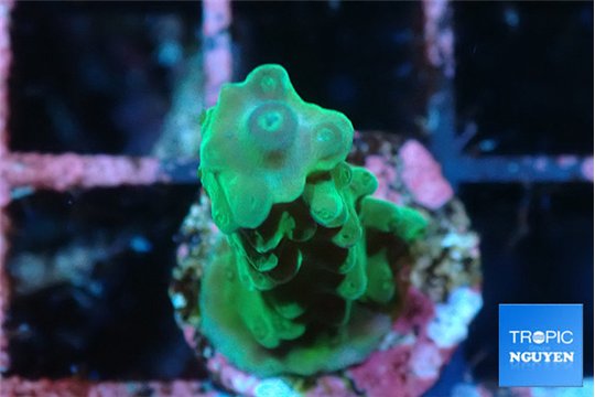 Acropora green purple tip 2-3 cm WYSIWYG acclimaté