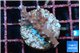 Acropora carduus green polyps deep water 2-3 cm WYSIWYG acclimaté