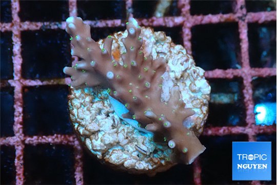 Acropora carduus green polyps deep water 2-3 cm WYSIWYG acclimaté