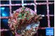 Acropora microclados strawberry 2-3 cm WYSIWYG acclimaté