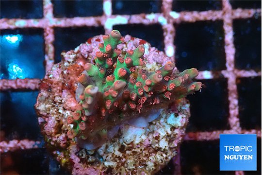 Acropora microclados strawberry 2-3 cm WYSIWYG acclimaté