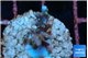 Acropora carduus green polyps deep water 2 cm WYSIWYG acclimaté