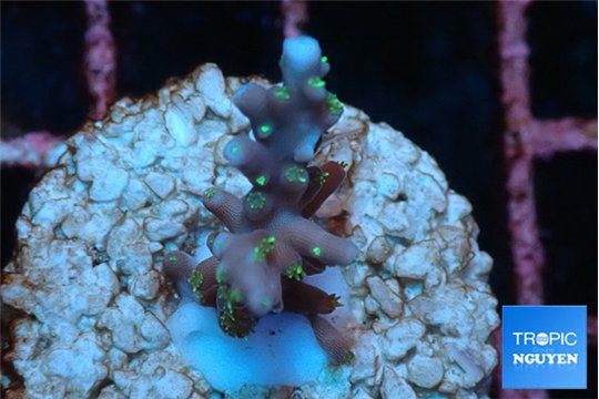 Acropora carduus green polyps deep water 2 cm WYSIWYG acclimaté