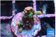 Acropora microclados strawberry 1 cm WYSIWYG acclimaté