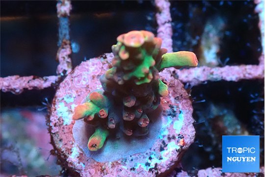 Acropora microclados strawberry 1 cm WYSIWYG acclimaté