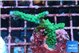 Acropora green purple tip 3-5 cm WYSIWYG acclimaté