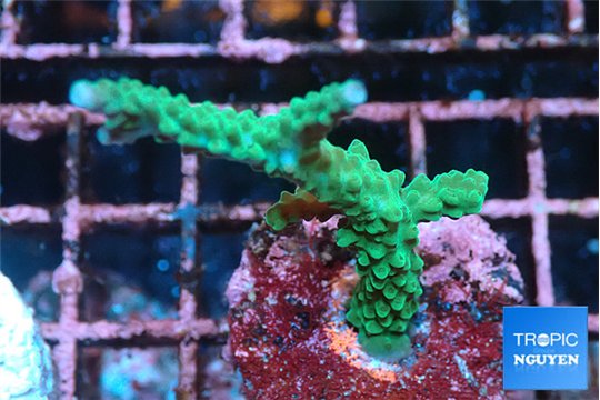 Acropora green purple tip 3-5 cm WYSIWYG acclimaté