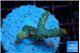 Acropora orange pink & Neon green polyps Fijii premium 2-3 cm WYSIWYG acclimaté