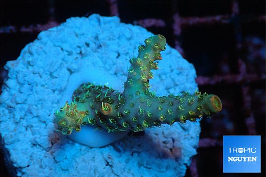 Acropora orange pink & Neon green polyps Fijii premium 2-3 cm WYSIWYG acclimaté