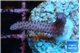 Seritopora pink purple Fijii 2 cm WYSIWYG acclimaté