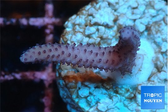 Seritopora pink purple Fijii 2 cm WYSIWYG acclimaté