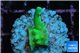 Acropora green Fijii 1-2 cm WYSIWYG acclimaté
