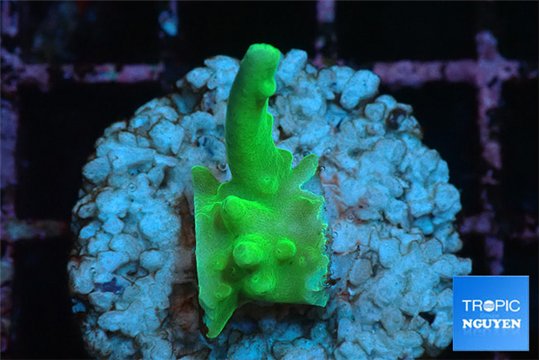 Acropora green Fijii 1-2 cm WYSIWYG acclimaté