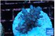 Acropora purple Fijii 2-3 cm WYSIWYG acclimaté